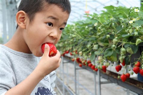 嚴草莓採摘怎麼樣，難道你不想知道草莓的祕密生活嗎？